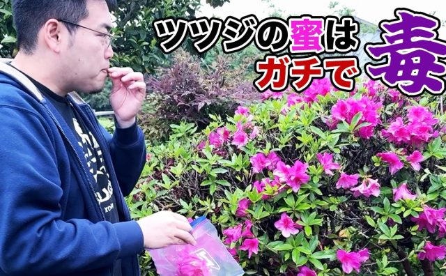 野食ハンター茸本朗、ツツジの蜜の毒を身をもって検証　約200輪を煮詰めて摂取し「歩くとフラフラします」