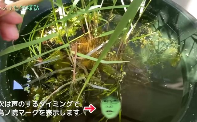 生き物系YouTuber、庭での撮影中に“謎の声”が混入 視聴者からは「座敷わらしなんじゃない?」「精霊みたい」との声